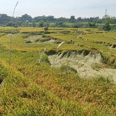 Excavated agricultural land with cleared soil mounds and drainage channels across multiple acres